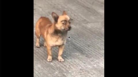 抖音狗崽爆料视频大全最新,揭秘网红幕后故事 第3张 抖音狗崽爆料视频大全最新,揭秘网红幕后故事 第3张